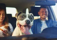 Feriado de Tiradentes: veja cuidados essenciais ao viajar com pets imagem