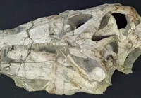 Fóssil de dinossauro retirado ilegalmente do Brasil será devolvido ao país