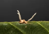 Fungo que transforma hospedeiros em "zumbis" é descoberto no Brasil