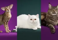 Gatos exóticos roubam a cena em competição de beleza; confira