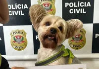 Homem é preso após tentar furtar cachorro de ex-mulher