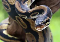 Homem morre após ser picado por cobra em show