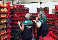 Infestação de baratas fecha fábrica de pães e multa pode chegar a R$ 24 mil