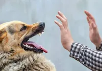Influenciadora recebe conta de R$ 84 mil após mordida de cachorro