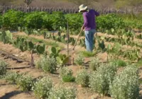 IR 2026 muda regras do campo; veja impacto para produtores rurais imagem