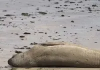 Leão-marinho é brutalmente assassinado em praia do nordeste imagem