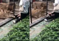 Leoa ultrapassa grades e ataca criança em zoológico; assista