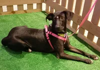 Mais de 20 animais esperam por você no "Adote no Parque" este sábado