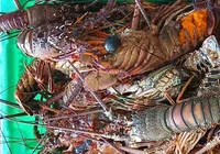 Mais de 50 kg de lagosta são apreendidos durante operação em Salvador