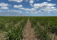 Manejo do solo ganha protagonismo no cultivo da cana-de-açúcar do Nordeste