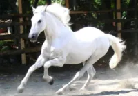 Medalhista olímpico é acusado de vender sêmen de cavalo milionário imagem