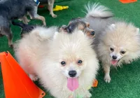 Multa de até R$ 1 milhão contra maus tratos é instrumento de luta