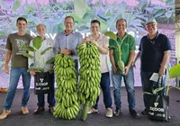 Nova espécie de banana pode revolucionar o campo no Brasil; conheça imagem