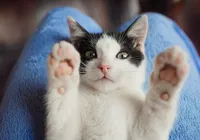 O gato que mudou tudo: história real de resgate vira livro emocionante imagem