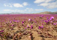 O que os vermes do deserto ensinam sobre a vida em outros planetas