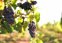 O 'terroir' do Mediterrâneo: Morro do Chapéu virou a nova capital do vinho