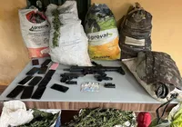 Operação erradica 200 mil pés de maconha e apreende três toneladas na Bahia