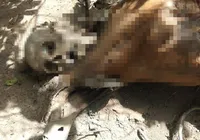 Ossada humana é encontrada às margens da BR-101 no sul da Bahia imagem