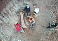 Ossos encontrados em obra de ferrovia são de dinossauro pescoçudo imagem