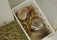 Ouriços africanos resgatados pela PRF recebem dieta especial em Conquista