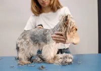 Pelo de pet caindo? Veja quando a troca é natural e quando é sinal de alerta