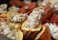 Pessoal do cacau garante que vai continuar soltando os seus gritos