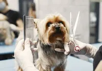 Pet shops podem ser obrigados a ter câmeras em locais de banho e tosa imagem