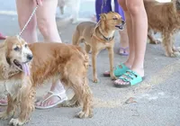 Pode dar multa! Donos de cachorro podem pagar R$ 195 por erro comum imagem