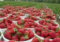 Por que o Brasil lidera produção de morangos, mas fruta ainda falta no mercado? imagem