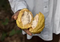 Produtores pressionam por aprovação do PL 1769 para garantir mais cacau no chocolate