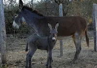 Proibida no Brasil, carne de jumento vira empanadas para argentinos