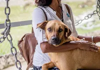 Quem fica com o cachorro? Conheça lei da guarda compartilhada de pets imagem