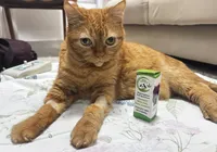Regulamentação do uso de cannabis em animais dá alívio a pacientes crônicos imagem