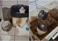 Restaurante é interditado após fiscalização encontrar larvas e baratas