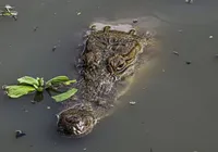 Restos mortais de empresário desaparecido é encontrado dentro de crocodilo