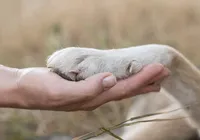 Saiba como deve funcionar enterro de pets junto aos tutores em Salvador imagem