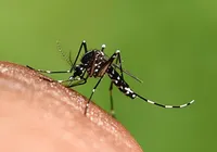 Seis cidades da Bahia estão em epidemia de dengue imagem