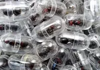 Tráfico de formigas cresce com venda de rainhas por até R$ 1 mil