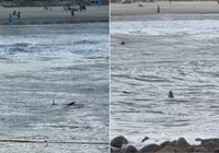 Tubarão ronda crianças em famosa praia brasileira; veja imagem