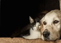 Tutores sacrificam animais para conseguir fugir da guerra imagem