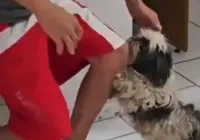 VÍDEO: disputa por cachorro é decidida após reação do animal ao ver tutor