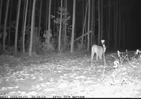 VÍDEO: Onças-pardas são filmadas pela 1ª vez no Litoral Norte da Bahia