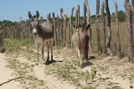 Abate de jumentos é suspenso na Bahia após decisão da Justiça Federal - Imagem