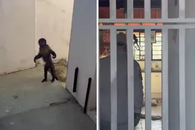 “Achando divertido”: Macaco foge, invade casas e causa mobilização - Imagem