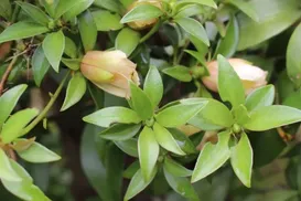 Achou que era mato? Planta nutritiva cresce sozinha no quintal - Imagem