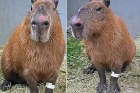 Agressores de capivara são punidos com o Decreto Cão Orelha; entenda - Imagem