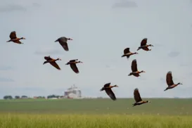 Animais em perigo - Imagem