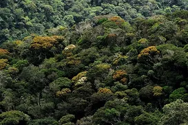 Asiáticos não querem problemas com o Meio Ambiente - Imagem