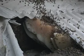 Ataque de 60 mil abelhas deixa cães mortos e pessoas feridas na Bahia - Imagem