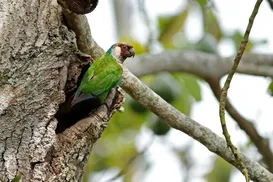 Ave extinta há mais de 100 anos renasce na Caatinga; conheça - Imagem